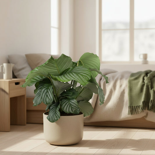 Calathea Orbifolia - luftreinigende Tropenpflanze mit eleganten, silbergrünen Blättern, Ø 21 cm, Höhe 70 cm