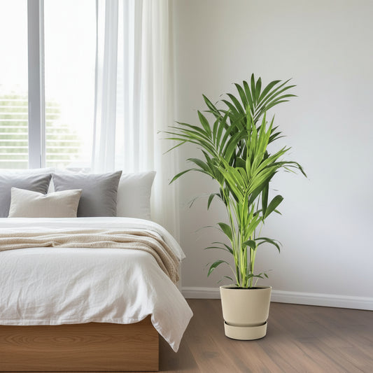 Luftreinigende Kentia-Palme, Ø 21 cm, Höhe ca. 130 cm