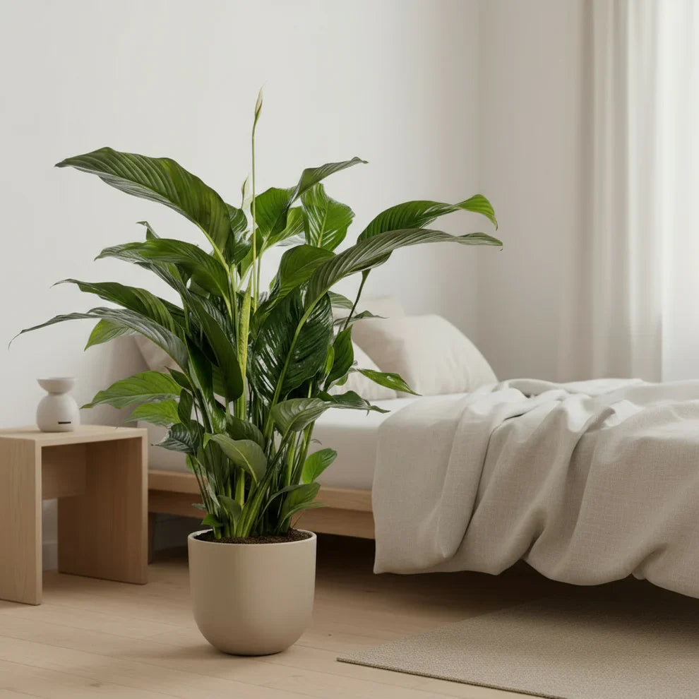 Lufterfrischende Pflanzen SONVELIA Schlafzimmer