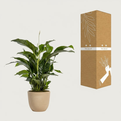 Luftreinigende Friedenslilie Spathiphyllum, Ø 24 cm, Höhe 100 cm