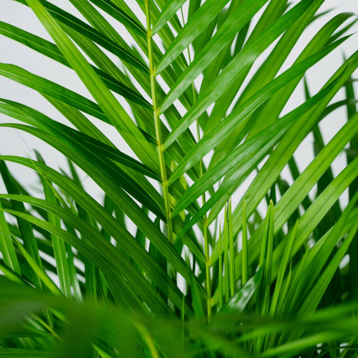 Dypsis Lutescens - luftreinigende Areca-Palme für ein entspanntes Schlafzimmer Ø 24 cm, Höhe 120 cm