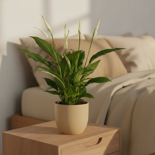 Luftreinigende Friedenslilie Spathiphyllum, Ø 12 cm, Höhe ca. 35 cm