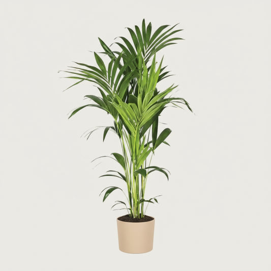 Luftreinigende Kentia-Palme, Ø 21 cm, Höhe ca. 130 cm